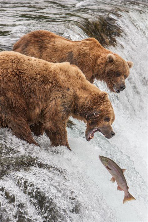 Bears of Katmai National Park