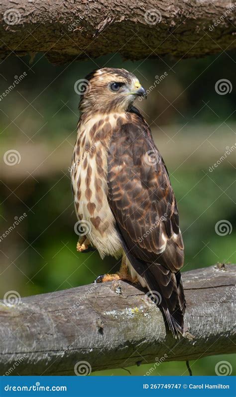 Close Up of a Juvenile Fledged Broad-winged Hawk Stock Image - Image of ...