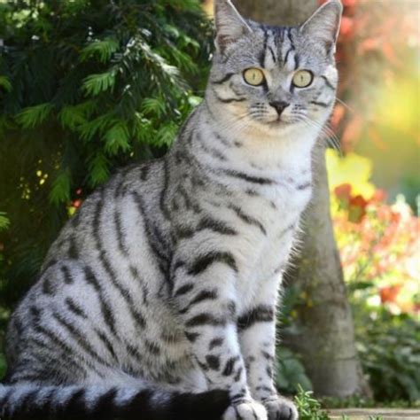 Tabby vs American Shorthair - Breed Comparison | MyCatBreeds