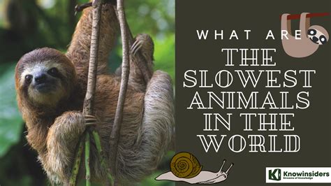 Amazing Facts About The Slowest Animals In The World | KnowInsiders