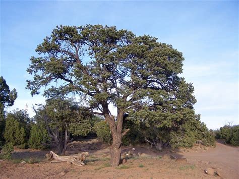 Pinyon Pine | Coniferous Forest