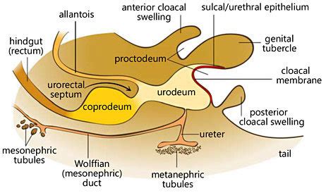 The Anatomy of the Reproductive Tract in Exotic Species Flashcards ...