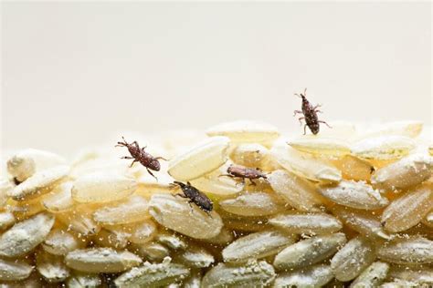 Fun Facts about Rice Weevils - PMi Pest Library