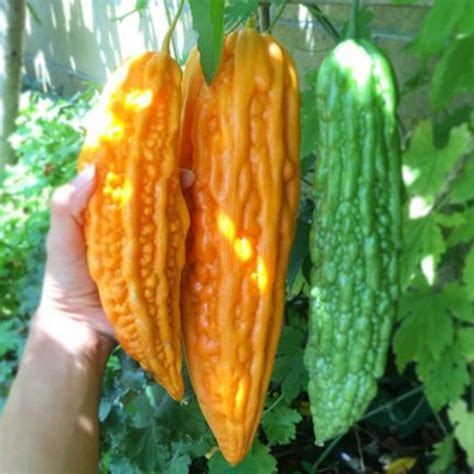 Bitter Melon Seeds (Momordica Charantia) - Price: €1.75