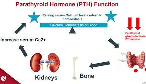 Chronic Kidney Disease and Secondary Hyperparathyroidism | E-Gallery | University of Nebraska ...