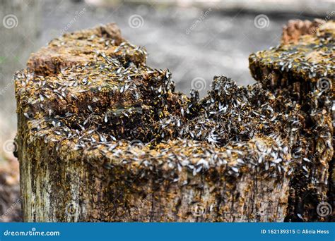 Swarm Of Little Black Ants Royalty-Free Stock Photography | CartoonDealer.com #165661823