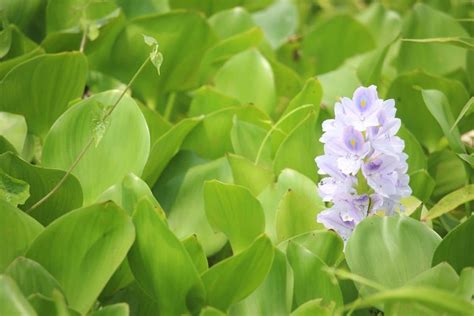 How to Grow and Care for Water Hyacinth (Eichhornia) | Florgeous