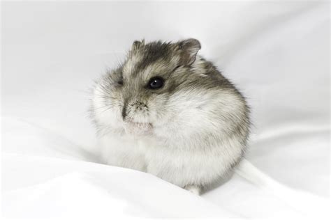 Dwarf hamster | My website: www.Peregontsev.com You can buy … | Flickr