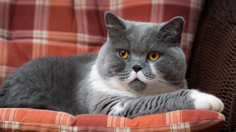Free photo: British Shorthair Cat - British, Cat, Kitty - Free Download - Jooinn