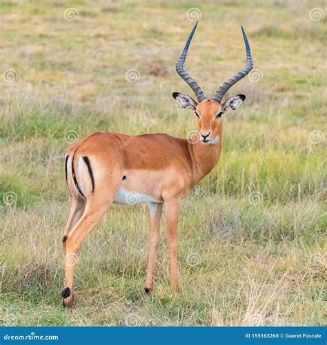 Impala Antelope Stock Photos - Download 7,631 Royalty Free Photos