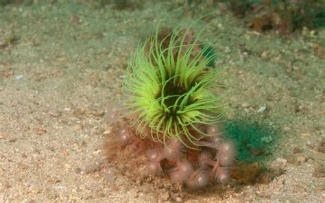 Phylum Phoronida (The Horseshoe Worms)