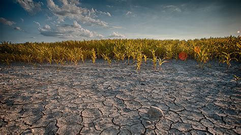 Rainfall's natural variation hides climate change signal