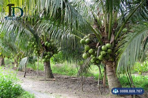 Cây dừa: đặc điểm, công dụng, kỹ thuật trồng và chăm sóc - Dolatrees chia sẻ kiến thức về về các ...