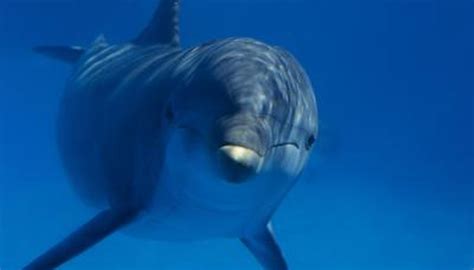 What Is the Purpose of the Dolphin's Blubber? | Animals - mom.me