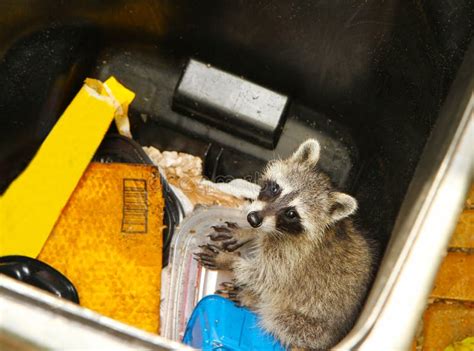 Young Raccoon Stuck In A Garbage Container Stock Image - Image of animals, pail: 57340447