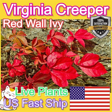 LIVE Virginia Creeper plant Victoria creeper Parthenocissus quinquefolia fast grow climbing Red ...