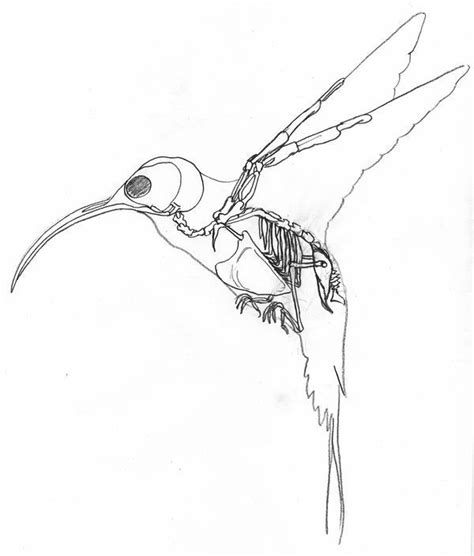 Hummingbird | Skeleton drawings, Animal skeletons, Hummingbird skull ...