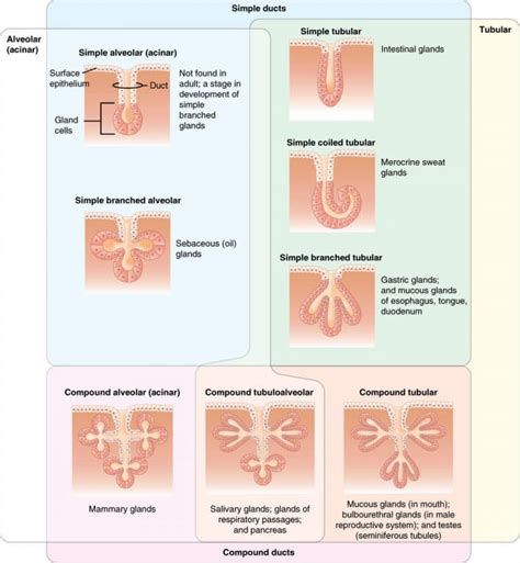 Structure of glands - Exocrine - Endocrine - Histology - TeachMePhysiology