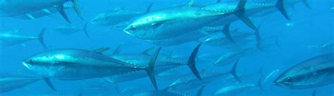 Atlantic Bluefin Tuna Habitat