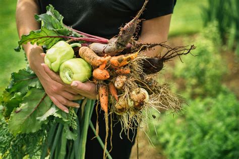 Harvesting Your Vegetables - Grangetto's Farm & Garden Supply