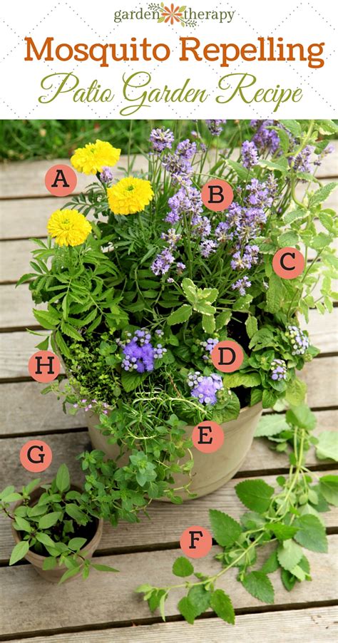 Mosquito Repellent Plants in a Pretty DIY Container Garden