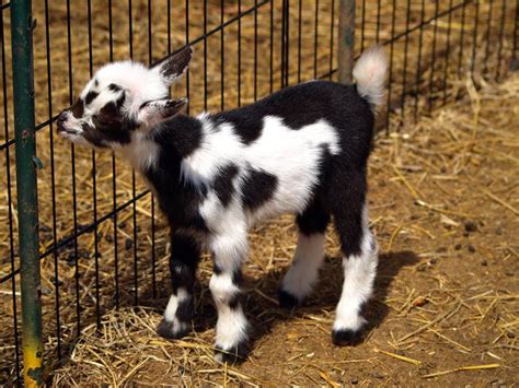 Lovely Baby Goat - XciteFun.net