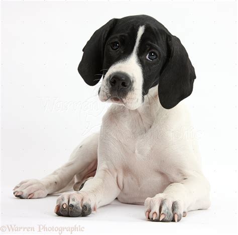 Dog: English Pointer puppy photo WP38688