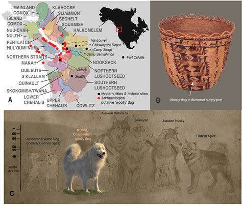 The history of Coast Salish “woolly dogs” revealed by ancient genomics ...