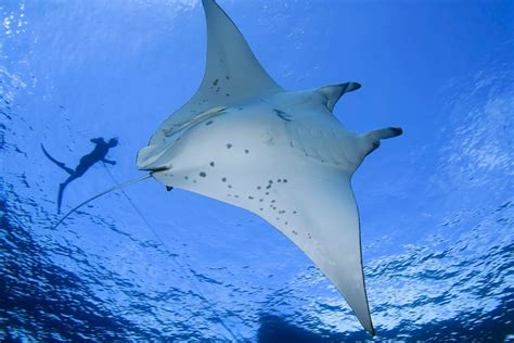 Swimming with Manta Rays in Fiji - The Yasawa Islands