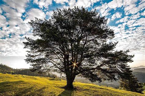 Kilmer, Joyce: "Trees" | DIY Homeschooler