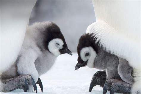 baby penguins - Animals Photo (31184682) - Fanpop