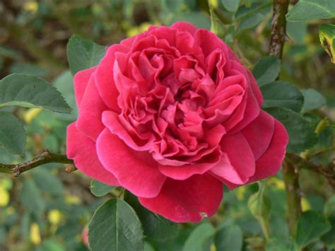 Texas Rose Rustlers aim to collect, preserve rare old flowers | Home/Garden | nola.com