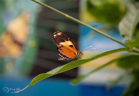 The Heliconius Butterfly