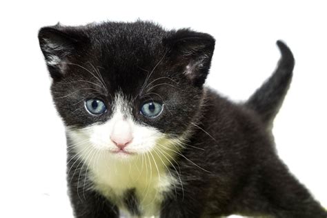 Kitten Care Week by Week (Weeks 1 to 8): Our Vet Explains - Cat-World