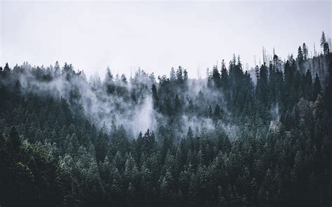 Green, forest, fog, nature, trees, dawn, 16:10, , , background, 3116, 1680X1050 Forest Fog HD ...