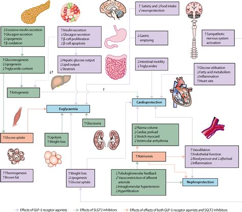 Mechanism Of Action Of GLP 1 Agonists