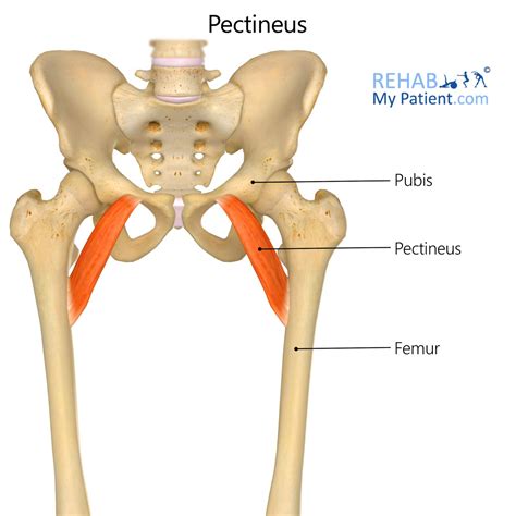 pectineus strengthening > OFF-52%