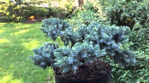 blue star juniper bonsai - YouTube