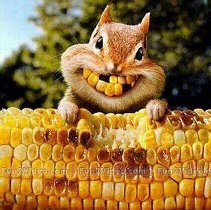 Funny Dental Jokes - Squirrel Eating Corn & Smiling