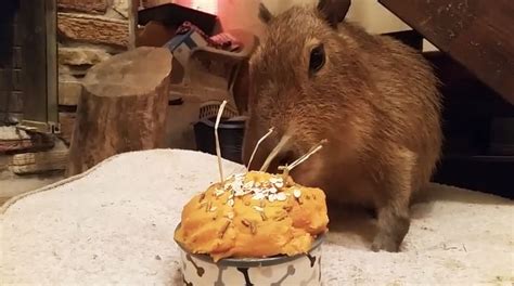 Capybara enjoys a birthday cake | Capybara, Birthday, Birthday cake