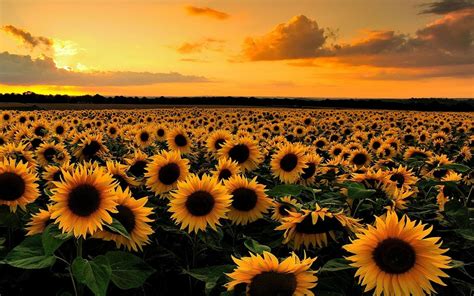 Download Sunset Field Nature Sunflower HD Wallpaper