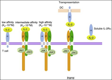 Interleukin-2 at the Crossroads of Effector Responses, Tolerance, and ...