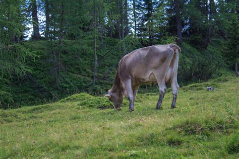 Free Images : cow, pasture, blue, beef, artwork, graze, cows, font ...