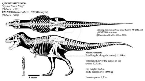 Tyrannosaurus rex skeletal diagram (CM 9380) by Franoys on DeviantArt