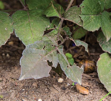 Pests and Diseases to Watch Out for in Dahlias - Fine Gardening