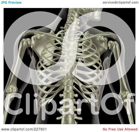 Royalty-Free (RF) Clipart Illustration of a 3d Male Rib Cage Skeleton ...