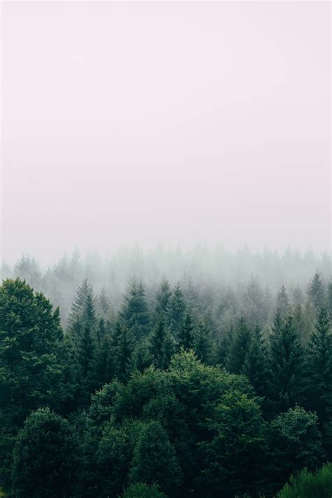 Evergreen Forest Wallpapers - Top Free Evergreen Forest Backgrounds - WallpaperAccess