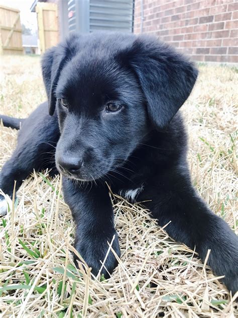 Scout ️ Aussie/ Lab mix puppy ! | Lab mix puppies, Labrador retriever ...