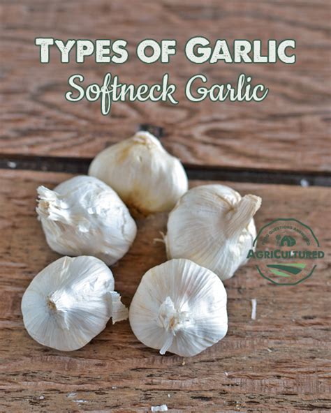 Types of Garlic - My Fearless Kitchen