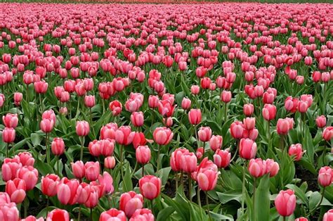 Pella Tulip Festival | Moostash Joe Tours